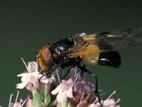 Volucella pellucens 1, Witte reus, female, Saxifraga-Frits Bink