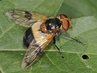 Volucella pellucens 02 #44856  Volucella pellucens Brucht op 04 juli 2009 : Naar Naturalis in 2009, Saxifraga