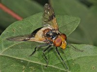 Volucella pellucens 02 #44858  Volucella pellucens Brucht op 04 juli 2009 : Naar Naturalis in 2009, Saxifraga