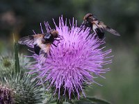 Volucella pellucens 12, Witte reus, Saxifraga-Peter Meininger