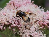 Volucella pellucens 14, Witte reus, Saxifraga-Peter Meininger