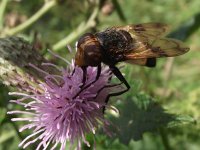 Volucella pellucens 17, Witte reus, Saxifraga-Frank Dorsman  Volucella pellucens, Witte reusBredevoort 100811