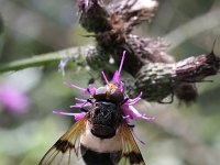 Volucella pellucens 18, Witte reus, Saxifraga-Rutger Barendse