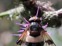 Volucella pellucens 19, Witte reus, Saxifraga-Rutger Barendse