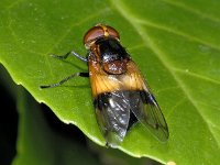 Volucella pellucens 01 #02964 : Volucella pellucens, Ivoorzweefvlieg