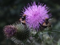 Volucella pellucens 21, Witte reus, Saxifraga-Peter Meininger