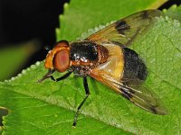 Volucella pellucens 03 #48425  Volucella pellucens Hardenberg, Gemeentebos op 25 juni 2010 : Naar Naturalis in 2010, Saxifraga