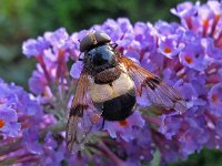 Volucella pellucens 25, Witte reus, Saxifraga-Ab H Baas