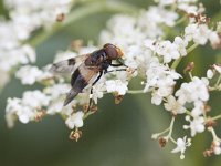 Volucella pellucens 26, Witte reus, Saxifraga-Mark Zekhuis