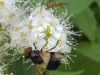 Witte reus Volucella pellucens