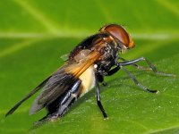 Volucella  pellucens 01 #02967 : Volucella pellucens, Ivoorzweefvlieg