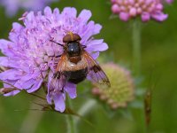 Volucella pellucens 7, Witte reus, Foto Fitis-Sytske Dijksen