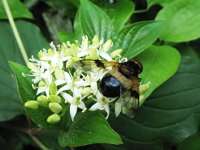 Volucella pellucens 8, Witte reus, Saxifraga-Rutger Barendse