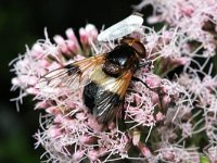 Volucella pellucens 9, Witte reus, Saxifraga-Rutger Barendse