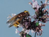 Volucella zonaria