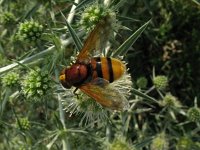 Volucella zonaria 10, Stadsreus, Saxifraga-Rutger Barendse