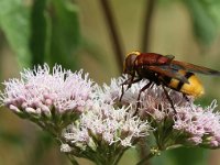 Volucella zonaria 12, Stadsreus, Saxifraga-Peter Meininger