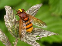 Volucella zonaria 2, Stadsreus, Foto Fitis-Sytske Dijksen