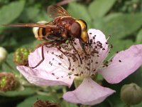 Volucella zonaria 3, Stadsreus, Saxifraga-Frank Dorsman  Volucella zonaria, StadsreusHillegom 310811