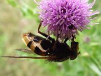 Volucella zonaria 4, Stadsreus, Saxifraga-Frank Dorsman  Volucella zonaria, Stadsreus / HoornaarzweefvliegHillegom 190711