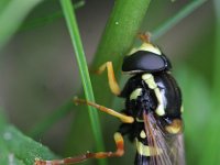 Xanthogramma citrofasciatum 1, Streepcitroenzweefvlieg, Saxifraga-Rutger Barendse