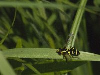 Xanthogramma dives 1, Zuidelijke citroenzweefvlieg, Saxifraga-Jan van der Straaten