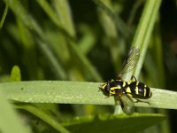 Xanthogramma dives 2, Zuidelijke citroenzweefvlieg, Saxifraga-Jan van der Straaten