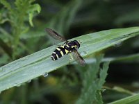 Xanthogramma pedissequum 4, Gewone citroenzweefvlieg, Saxifraga-Peter Meininger