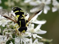 Xanthogramma pedissequum 5, Gewone citroenzweefvlieg, Saxifraga-Rutger Barendse