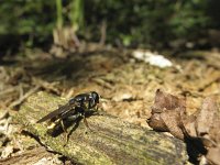 Xylota sylvarum 1, Grote gouden bladloper, Saxifraga-Rob Felix : Animalia, Arthropoda, Diptera, Insecta, animal, arthropod, dier, dieren, fly, geleedpotige, geleedpotigen, insect, insecten, mug, tweevleugeligen, vlieg