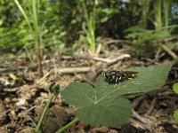 Xylota sylvarum 2, Grote gouden bladloper, Saxifraga-Rob Felix : Animalia, Arthropoda, Diptera, Insecta, animal, arthropod, dier, dieren, fly, geleedpotige, geleedpotigen, insect, insecten, mug, tweevleugeligen, vlieg