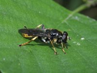 Xylota sylvarum 3, Grote gouden bladloper, Saxifraga-Rutger Barendse