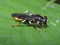 Xylota sylvarum 5, Grote gouden bladloper, Saxifraga-Rutger Barendse