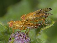 Xyphosia miliaria