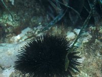 Arbacia lixula 1, Zwarte zee-egel, Saxifraga-Eric Gibcus