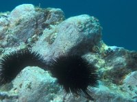Arbacia lixula 2, Zwarte zee-egel, Saxifraga-Eric Gibcus