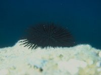 Arbacia lixula 3, Zwarte zee-egel, Saxifraga-Eric Gibcus