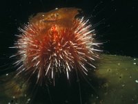Echinus esculentus, European Edible Sea Urchin