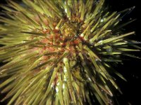 Psammechinus miliaris 12, Gewone zeeappel, Saxifraga-Eric Gibcus