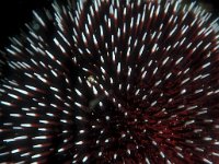 Sphaerechinus granularis, Purple Sea Urchin