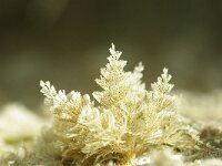 Bugula plumosa