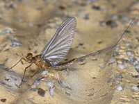 Haft spec #07365 : Ephemeroptera, Eendagsvliegen