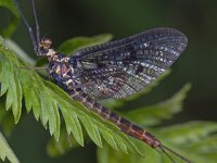 Haft spec #12072 : Ephemeroptera, Eendagsvliegen