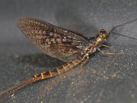 Haft spec #12110 : Ephemeroptera, Eendagsvliegen