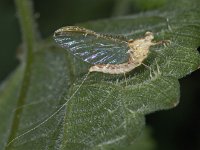 Ephemeroptera sp