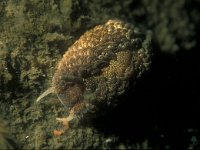 Aeolidia papillosa 4, Vlokkige zeenaaktslak, Saxifraga-Eric Gibcus