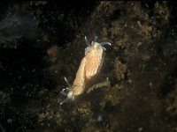 Aeolidiella glauca 5, Kleine vlokkige zeenaaktslak, Saxifraga-Eric Gibcus