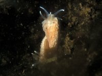 Aeolidiella glauca 6, Kleine vlokkige zeenaaktslak, Saxifraga-Eric Gibcus