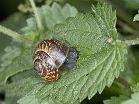 Arianta arbustorum #03387 : Arianta arbustorum, Copse snail, Heesterslak, juveniel