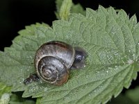 Arianta arbustorum #03388 : Arianta arbustorum, Copse snail, Heesterslak, juveniel
